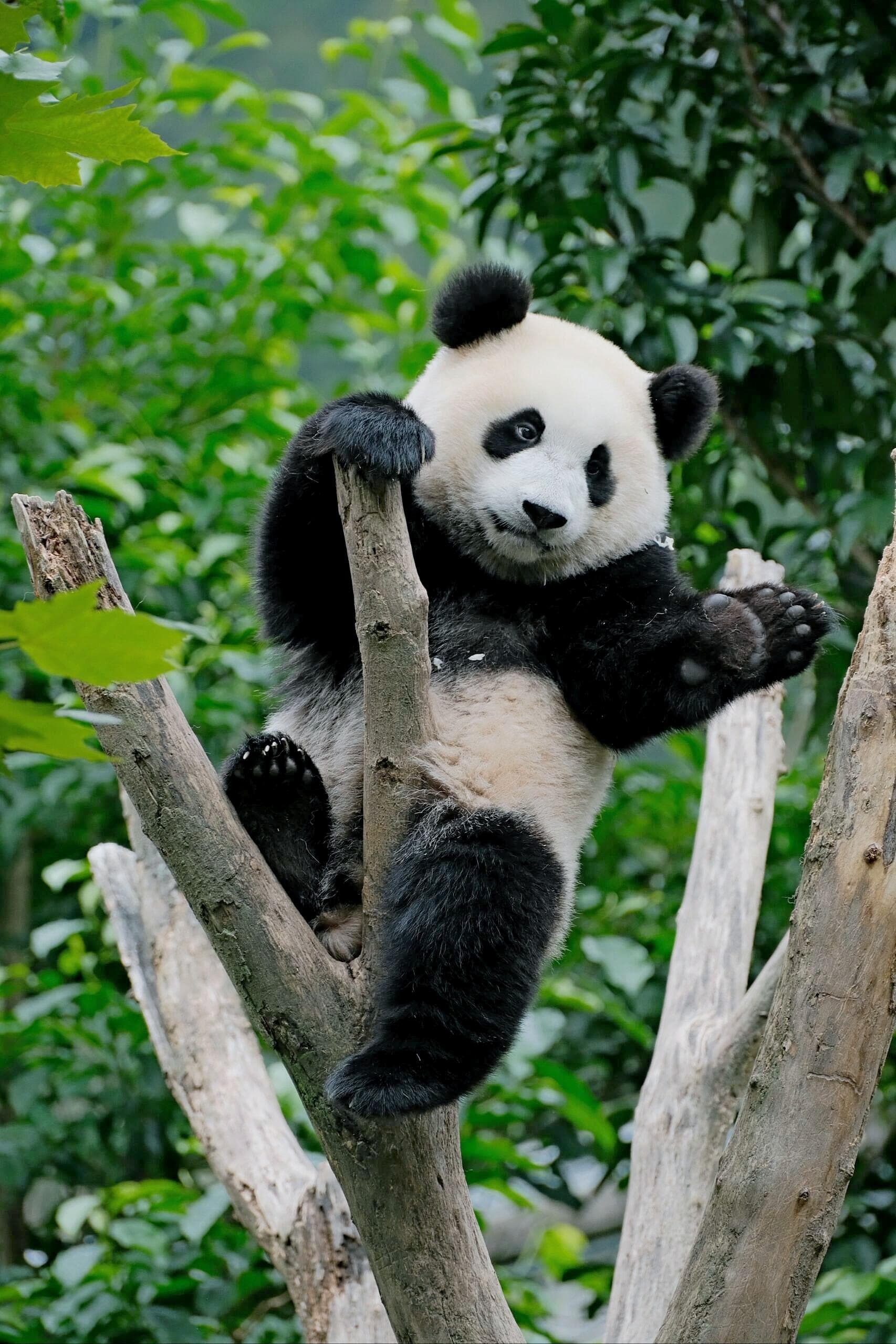 A giant panda resting in a tree in Chengdu